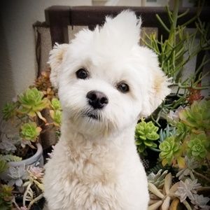 Meet your Posher, Jojo